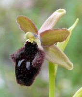 /album/le-ophrys-del-gargano/a6074363858-7267ab4ffd-z-jpg/