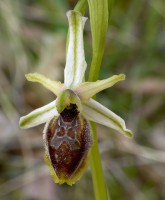 /album/le-ophrys-del-gargano/a5589575467-77fd71ccdb-z-jpg/