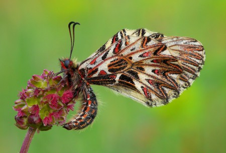 zerynthia polyxena