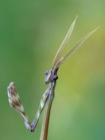 Empusa pennata