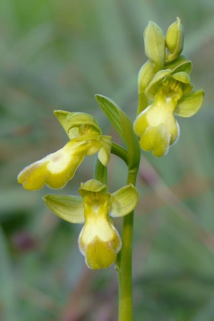 Ophrys forestieri