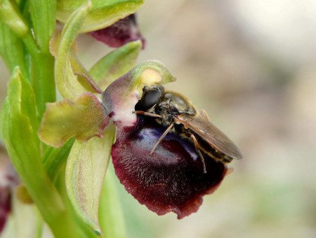 Ophrys garganica con dittero....????