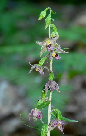 Epipactis meridionalis