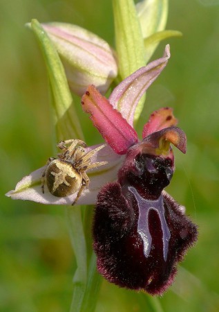 Ophrys sipontensis