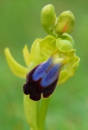 Ophrys iricolor eleonorae