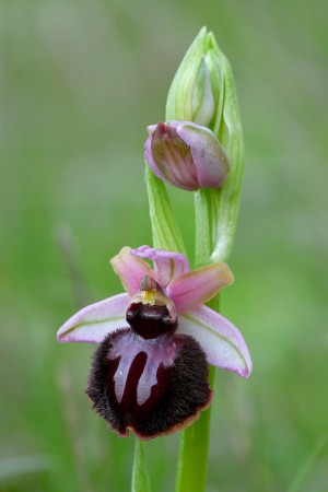 Ophrys sipontensis