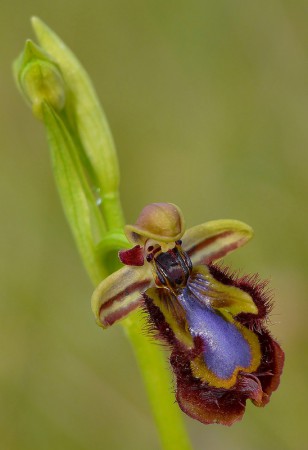 Ophrys speculum