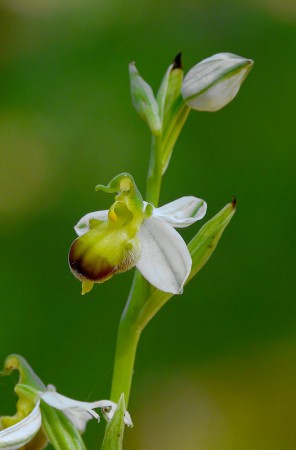 Ophrys apifera bicolor