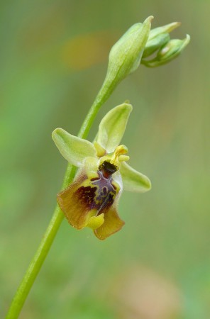 ophrys lacaitae con labello marrone